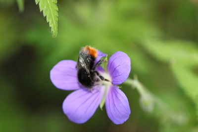 Close-up of bee pollinating on purple flower