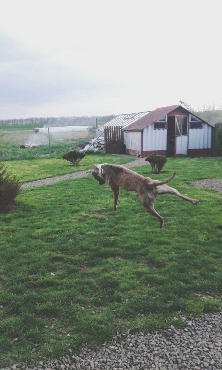 animal themes, grass, one animal, bird, built structure, building exterior, architecture, animals in the wild, sky, field, wildlife, green color, grassy, full length, nature, day, flying, domestic animals, outdoors, no people