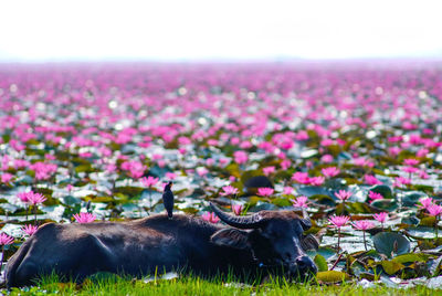 View of flowering plants on field