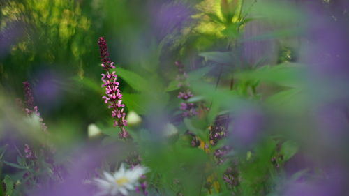 plant