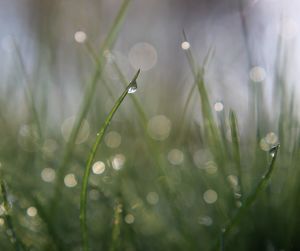 Close-up of raindrops on grass