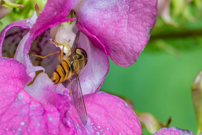 Close-up of honey bee in pink orchid flower