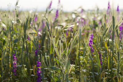 Close-up of purple flowering plants on field