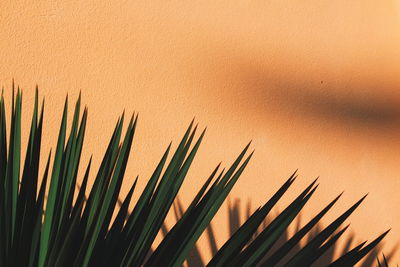 Close-up of grass against sky during sunset