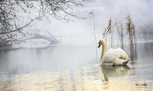 Swan floating on lake