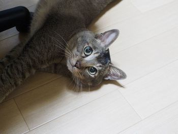 High angle portrait of cat sitting on hardwood floor