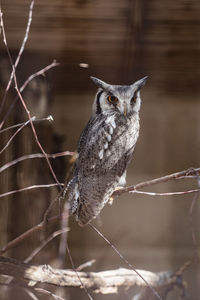 Portrait of owl perching on branch