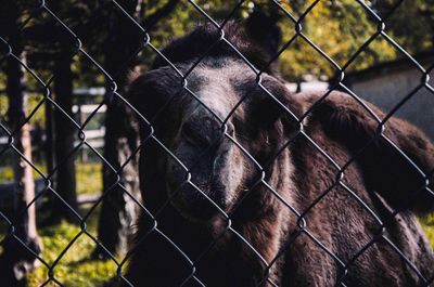 Close-up of chainlink fence at zoo