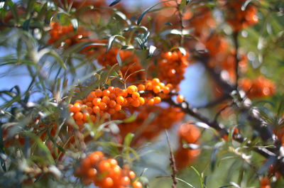 Close-up of berries growing on tree