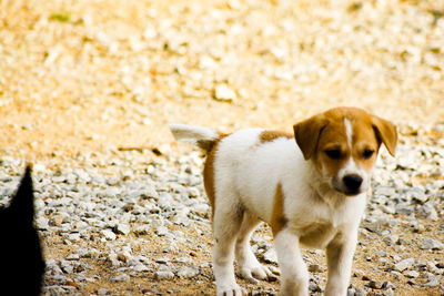 Portrait of a dog