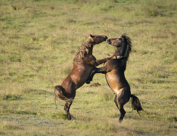 Horses in a field