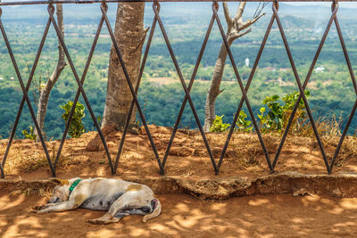 View of a dog against the sky