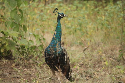 Close-up of a peacock