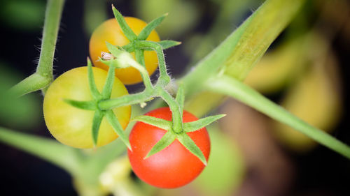 Close-up of insect on plant