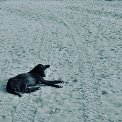 Dog on beach