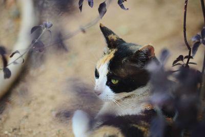 Close-up of a cat looking away