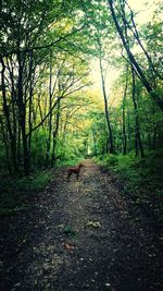 Dog in forest