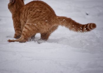 Close-up of cat on snow