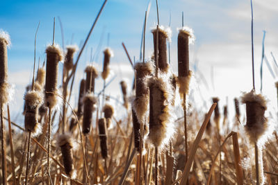 Close-up of cattails reeds stalks in field against sky