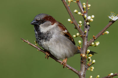 Close-up of bird perching on branch