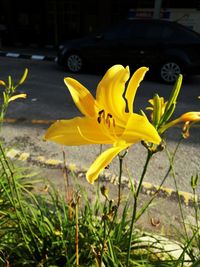 Close-up of yellow flower on road