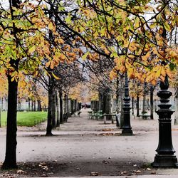 Footpath amidst trees in park