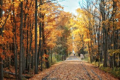 Road amidst trees during autumn