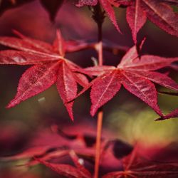 Close-up of red maple leaves