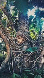 Trees growing in forest