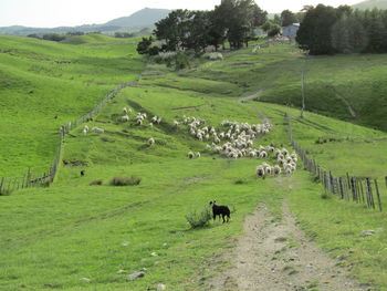 Cows grazing on field against sky