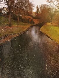 Reflection of trees in water