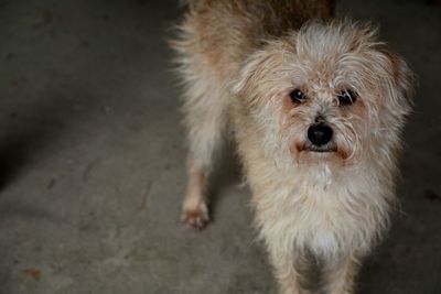 Close-up portrait of dog