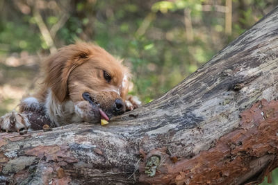 Dog relaxing on tree trunk