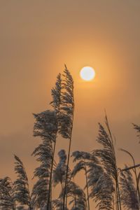 Low angle view of silhouette plants against orange sky