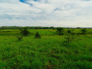 Scenic view of grassy field against sky