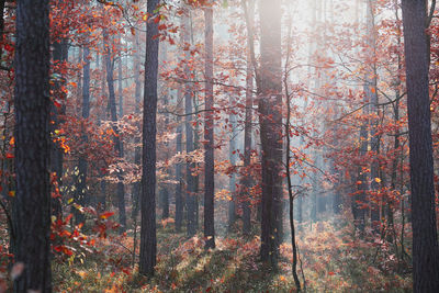 Trees growing in forest