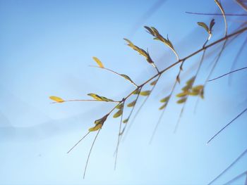 Low angle view of flowers against blue sky