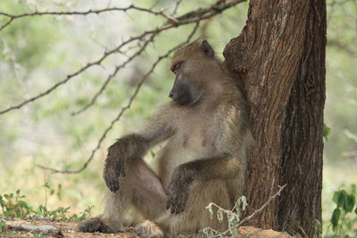 Monkey sitting on tree trunk