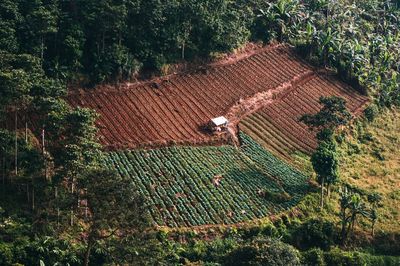 High angle view of rice field