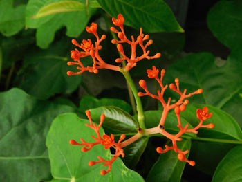 Close-up of flowers against blurred background