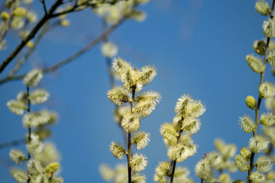 Close-up of flowers against clear sky