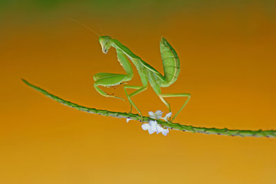 Close-up of insect on plant