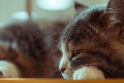 Close-up of cat sleeping