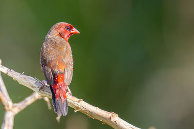 Close-up of bird perching on branch