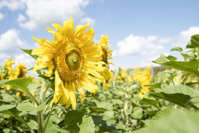 Close-up of yellow flowering plant on field