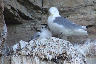 Close-up of eagle perching on rock