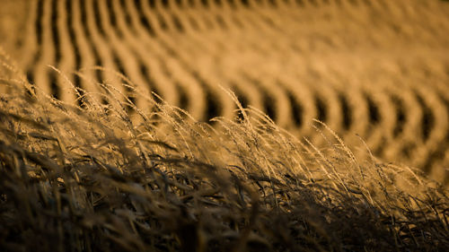 Close-up of crops on field