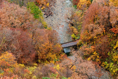 Autumn foliage scenery. aerial view of valley and stream in fall season. colorful forest trees