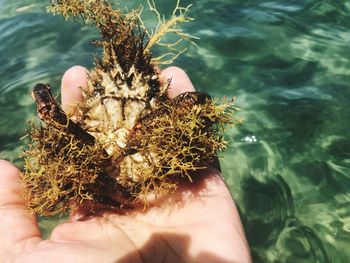 Midsection of person holding a sea