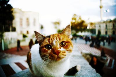 Close-up portrait of cat